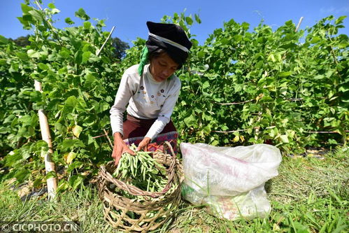 丹寨種植基地助力增收，畜產品貿易鋪就鄉村振興路